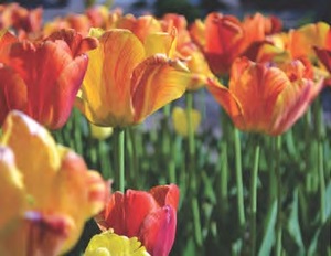 Color photo detail of field of red and yellow tulips