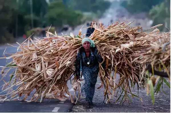 A woman wearing a teal headwrap carries a massive bundle of dried brown corn stalks on her back. She walks on an asphalt road, looking forward with a focused expression, wearing dark patterned clothing.